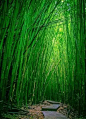 河边竹林_百度图片搜索