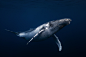 whale on Behance