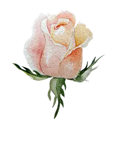 手绘花 蝴蝶 叶子 花环 钻石 花瓣 png素材