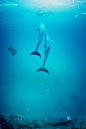 夏天海底世界背景高清素材 唯美夏天海底世界 水族馆 海报 海星 海洋 海洋生物 海豚 深海鱼 热带鱼 贝壳 鲸鱼 背景 设计图片 免费下载