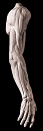 Male Anatomical Arm Sculpture For Sale, Item #153 | The Giust Gallery