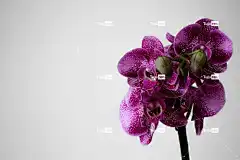 紫色的花朵 花朵 花卉背景 自然背景 兰花 免费壁纸 紫色兰花