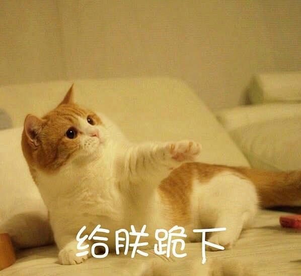 可爱猫咪表情包系列第三弹