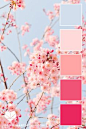 Blush Pink + Baby Blue, Shades of Pink Color Scheme,  Color Palette: Spring Cherry Blossoms — Paper Heart Design #colropalette #colorscheme #design #color #colorinspiration #cherryblossom #pinks #pink
