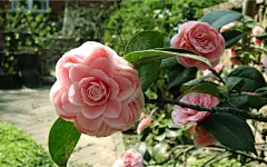 名花欣赏-山茶花壁纸11（2560x1600） 壁纸