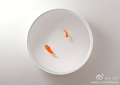 文学侠士采集到绘画-北冥有鱼