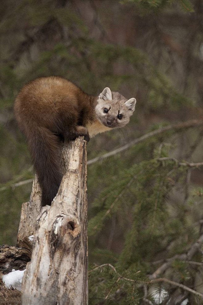食肉目鼬科貂属美洲貂