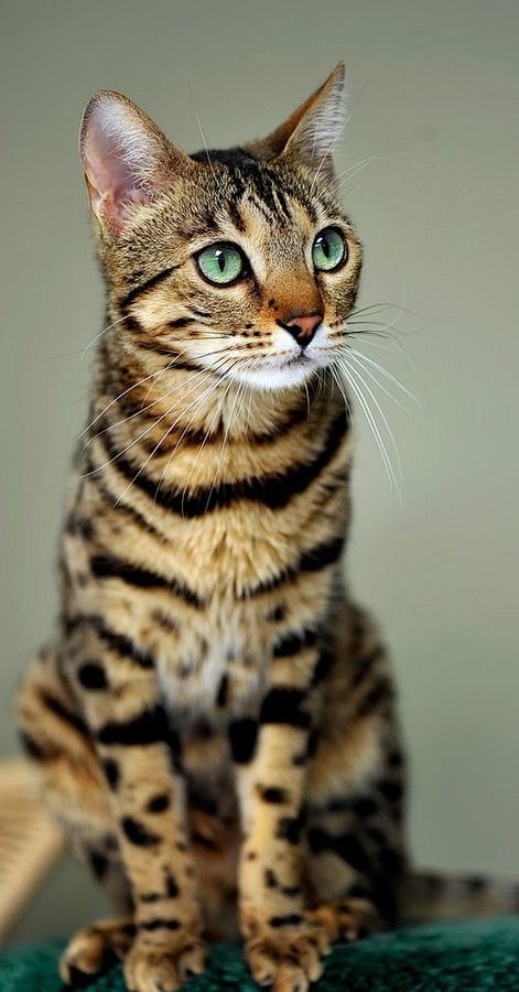 Bengal Cat
孟加拉豹猫

永远...