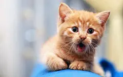 可爱呆萌的小猫咪高清电脑桌面壁纸 - 4493桌面壁纸