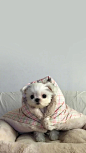 狗狗