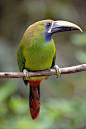 The Emerald Toucanet is native to mountainous regions from Mexico, through Central America, to northern Venezuela and along the Andes as far south as central Bolivia.