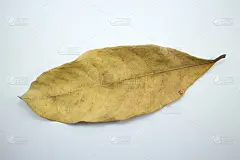 孤立的黄紫堇花的干叶