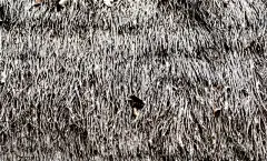 茅屋屋顶,古老的,小屋,芦苇,干草,水平画幅,无人,干的,草,特写