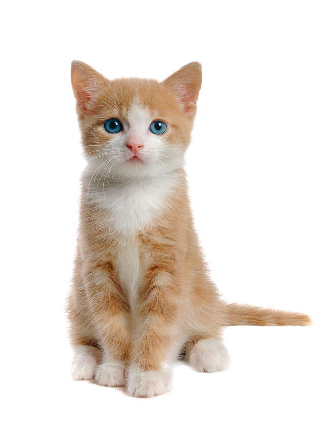 小猫