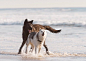 【Faelen & Mystery】#狼# #狼犬# #狼与狗# #哈士奇#

狼犬与哈士奇在海滩上奔跑嬉戏
我好喜欢第一张！配色、构图、体型、动作都绝配！像一幅画一样这个体型差太苏了！尾巴一个下垂，一个上扬

——IG：runningwithwolfdogs ​​​​