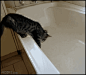 一不小心掉进浴缸的喵喵。。。~（转）
