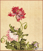 清 郎世宁《罂粟》--- 郎世宁在绘画创作中重视明暗、透视，用中国画工具，按西洋画方法做画，形成精细逼真的效果，具有前代宫廷绘画中所没有的独特风格，这种中西合壁画风深受皇帝器重。