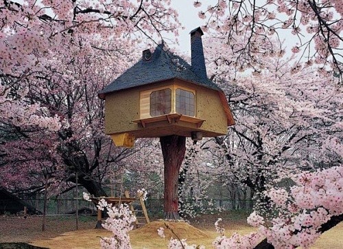 樱花+木屋，空中楼阁。。