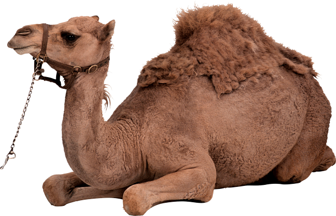 camel png