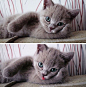 The Cutest Little Kitty: 
