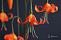 #纸艺##手工花# 纸艺家 Kate Alarcon 使用不同厚度的皱纹纸和剪刀，通过不同的形状和色彩组合创作出栩栩如生的花卉和植物，既美丽逼真，又充满想象的空间。 全文：O网页链接 （分享自 kiinii APP  下载链接：O网页链接） ​​​​