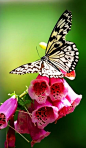 Butterfly | Beautiful ✿ World