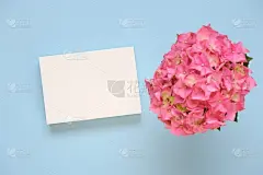 花卡片与绣球花在柔和的颜色。粉红色的绣球花，白色的空白卡片上的蓝色背景。妇女节，母亲节。春节贺卡与副