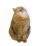 00748ejDgy1hon9jljcu1g305s06cwxh
