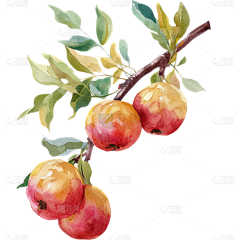 fufu福福采集到花瓣素材