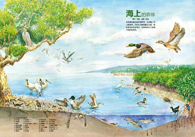 红树林科普的搜索结果_百度图片搜索-花瓣网