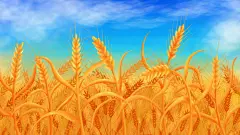 手绘芒种插画麦子熟了