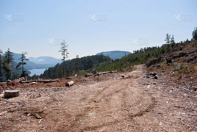 High up Logging Road
