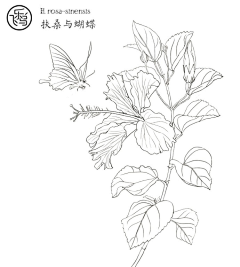 梅花小弄采集到白描花卉-芙蓉 扶桑 秋葵 杜鹃