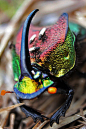 彩虹圣甲虫，Phanaeus vindex，的雄性。图上看不到，它的腹部是绿色的。