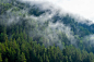 a forest of trees