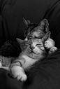 kitties   ( bonita foto )