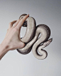 A woman’s hand holding a white snake.