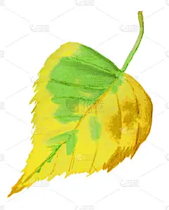 水彩手绘插画的秋天黄叶