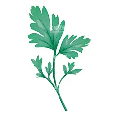 艾草  - 源文件下载【酷图网】艾草,绿色艾草,艾草素材,新鲜艾草,艾蒿,香艾,艾