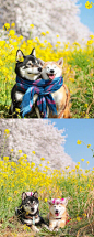 柴犬兄妹Kenshiro&Yuria的可爱春日旅拍照 ins:nerishiro ​ ​​​​