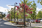 宪法大道林荫景观，澳大利亚堪培拉 / Jane Irwin Landscape Architecture : 林荫大道提升城市的景观体验和组织方式。