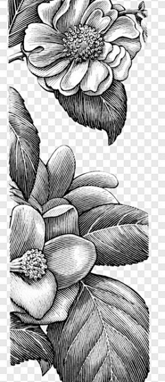 沙鱼社采集到版画