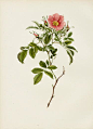 Ellen Willmott Rose Prints 1914 from The Genus Rosa
