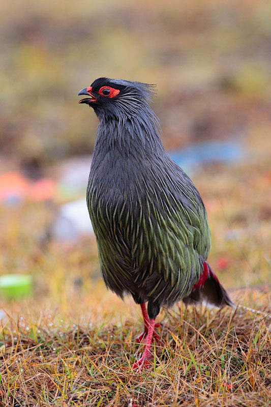 鸡形目雉科血雉属血雉雌