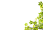 绿色植物树叶叶子点缀绿叶树枝模糊透明影楼免扣PNG图片PS素材
