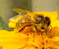 蜜蜂_360图片