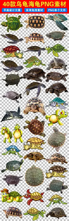 海洋生物海龟卡通乌龟免抠PNG素材