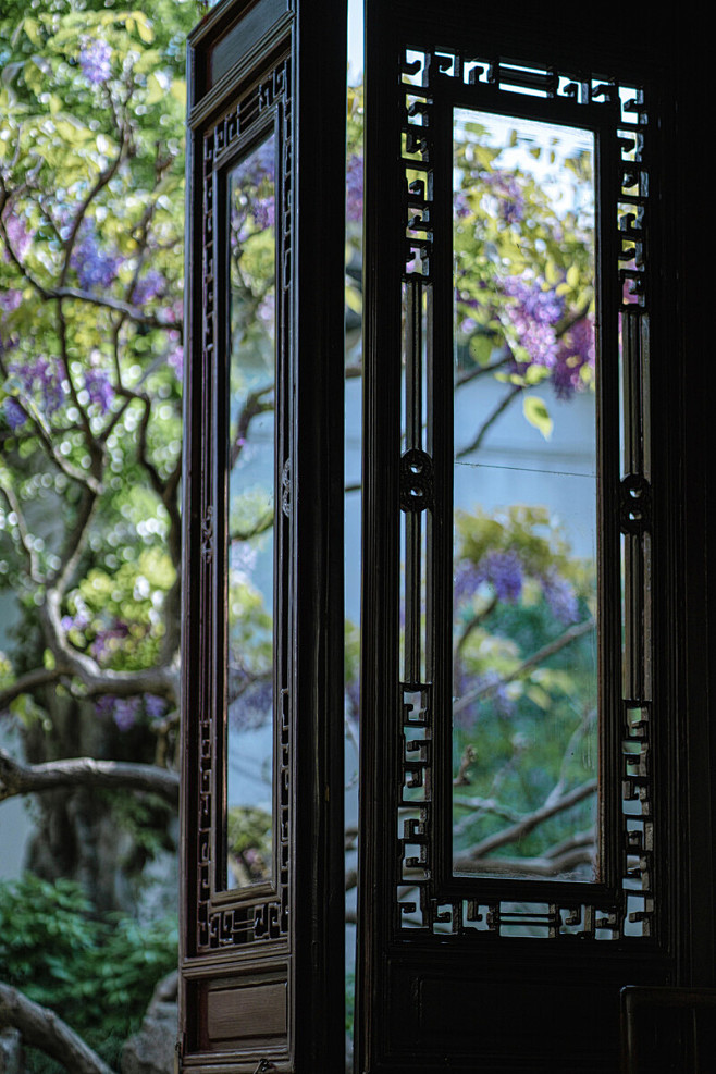 紫藤 | 记于网师园 - 蒽子 - 图虫