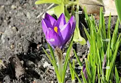 番红花 春暖花开 春天 花卉背景 紫色 花壁纸 美丽的花朵 性质