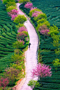 ponderation:

tea farm spring by ceciliach 
